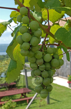 loc3115-white grapes
