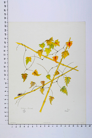 113- "Japanese Autumn", Moran