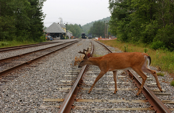 LOD8007-Adirondack RR