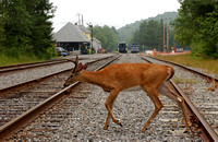 LOD8008-Adirondack RR