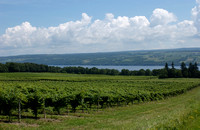 loc3104-seneca lake vineyard