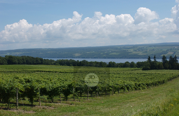 loc3104-seneca lake vineyard