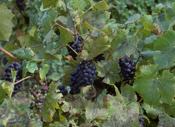 loc3002-grapes